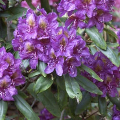 Rhododendron Hybride 'Marcel Menard'
