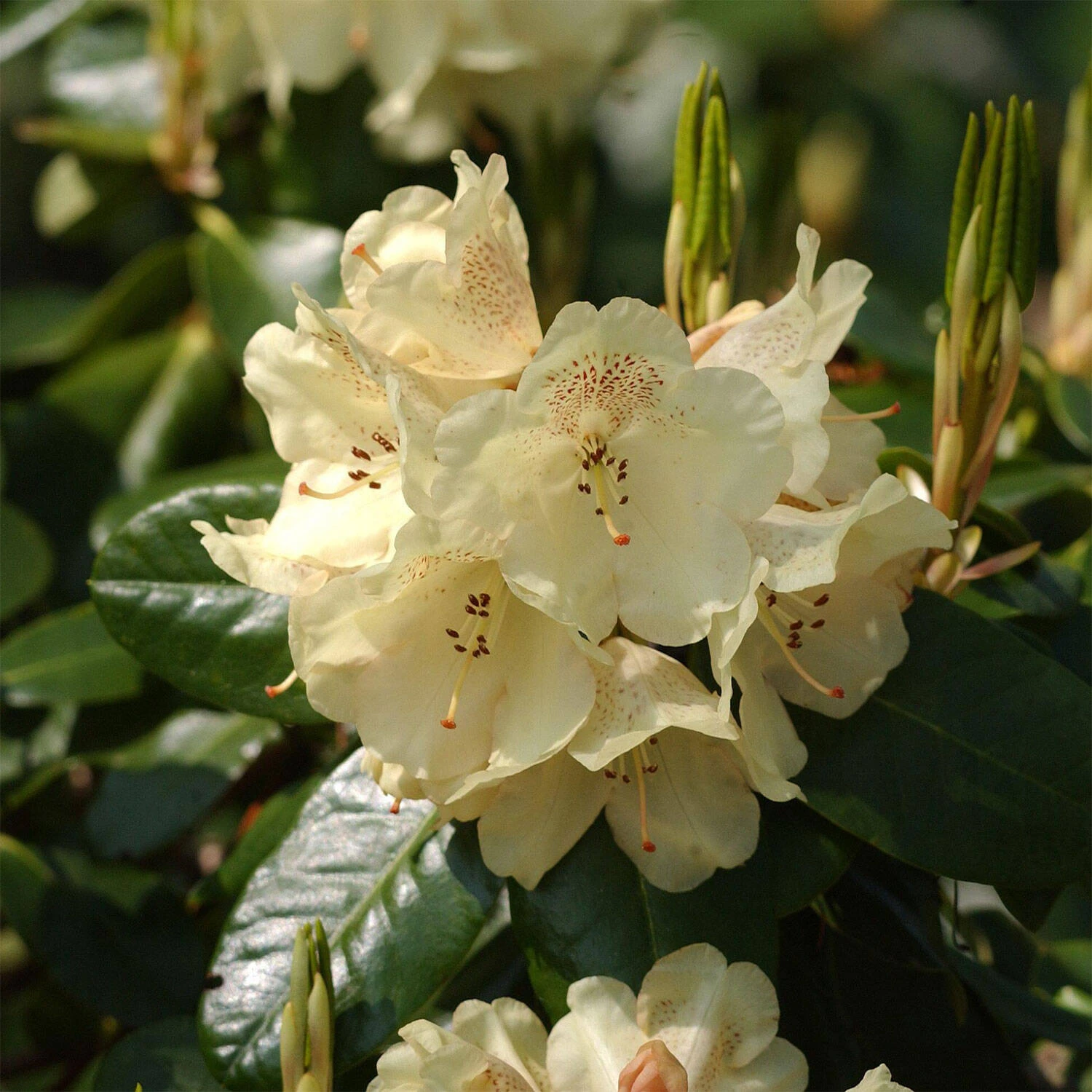 Rhododendron Hybride 'Marianne' 1 Rhododendron Hybride 'Marianne'