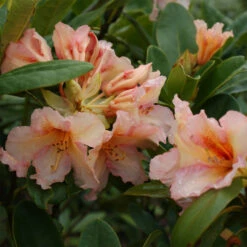 Rhododendron Hybride 'Norfolk Candy'