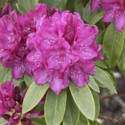 Rhododendron Hybride 'Old Port'