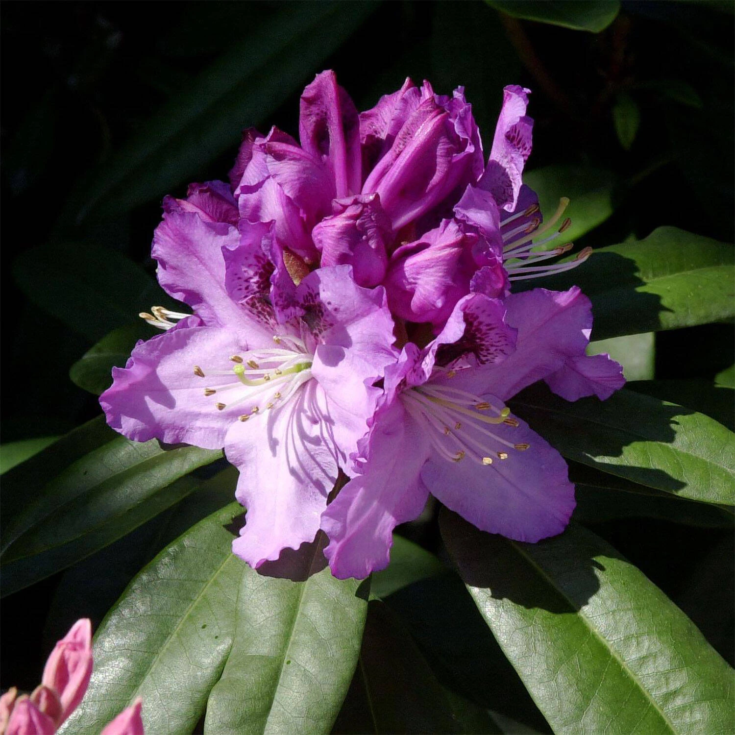 Rhododendron Hybride 'Pfauenauge'® 1 Rhododendron Hybride 'Pfauenauge'®