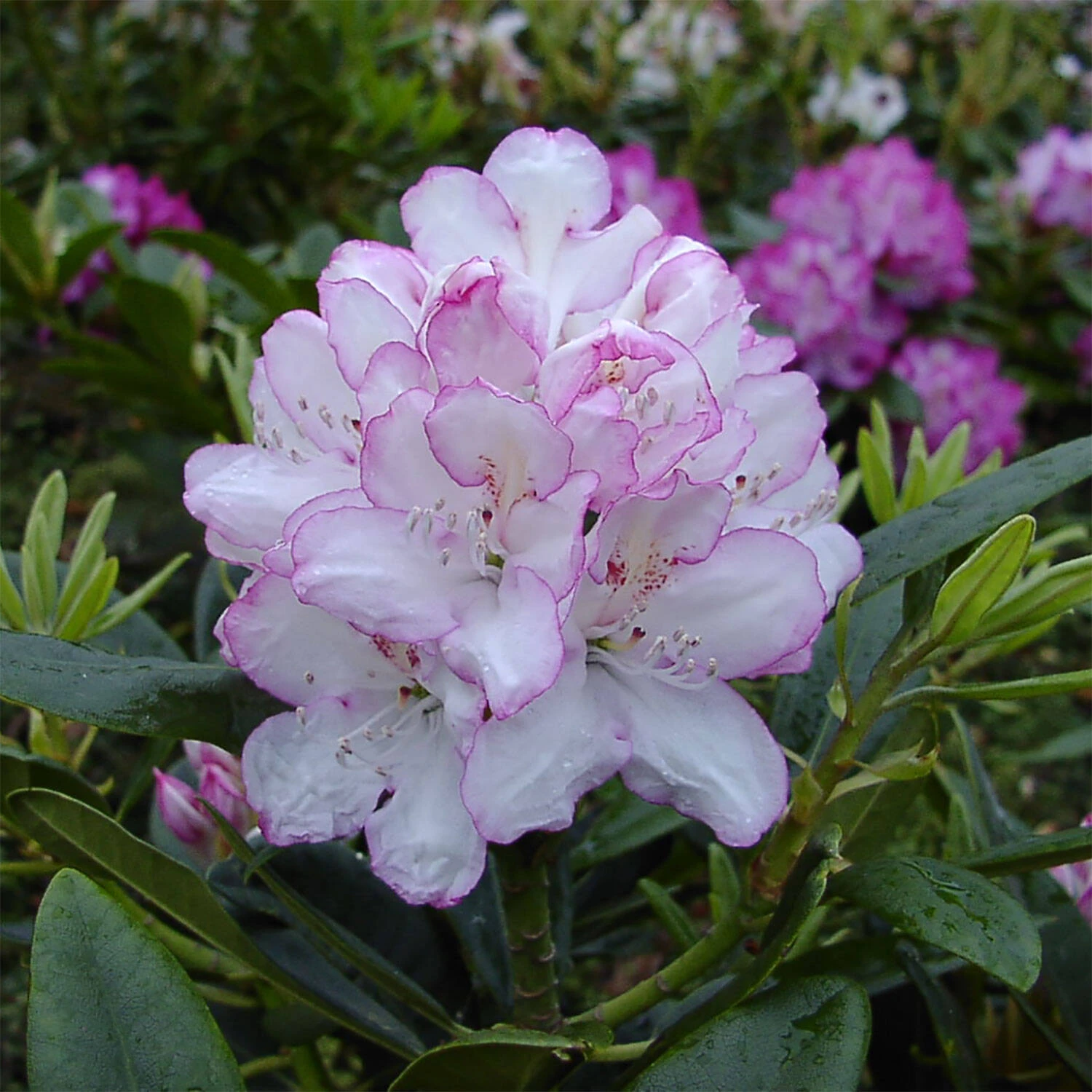 Rhododendron Hybride 'Picotee' 1 Rhododendron Hybride 'Picotee'