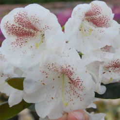 Rhododendron Hybride 'Princess Maxima'
