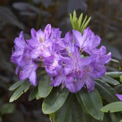 Rhododendron Hybride 'Purpureum Grandiflorum'