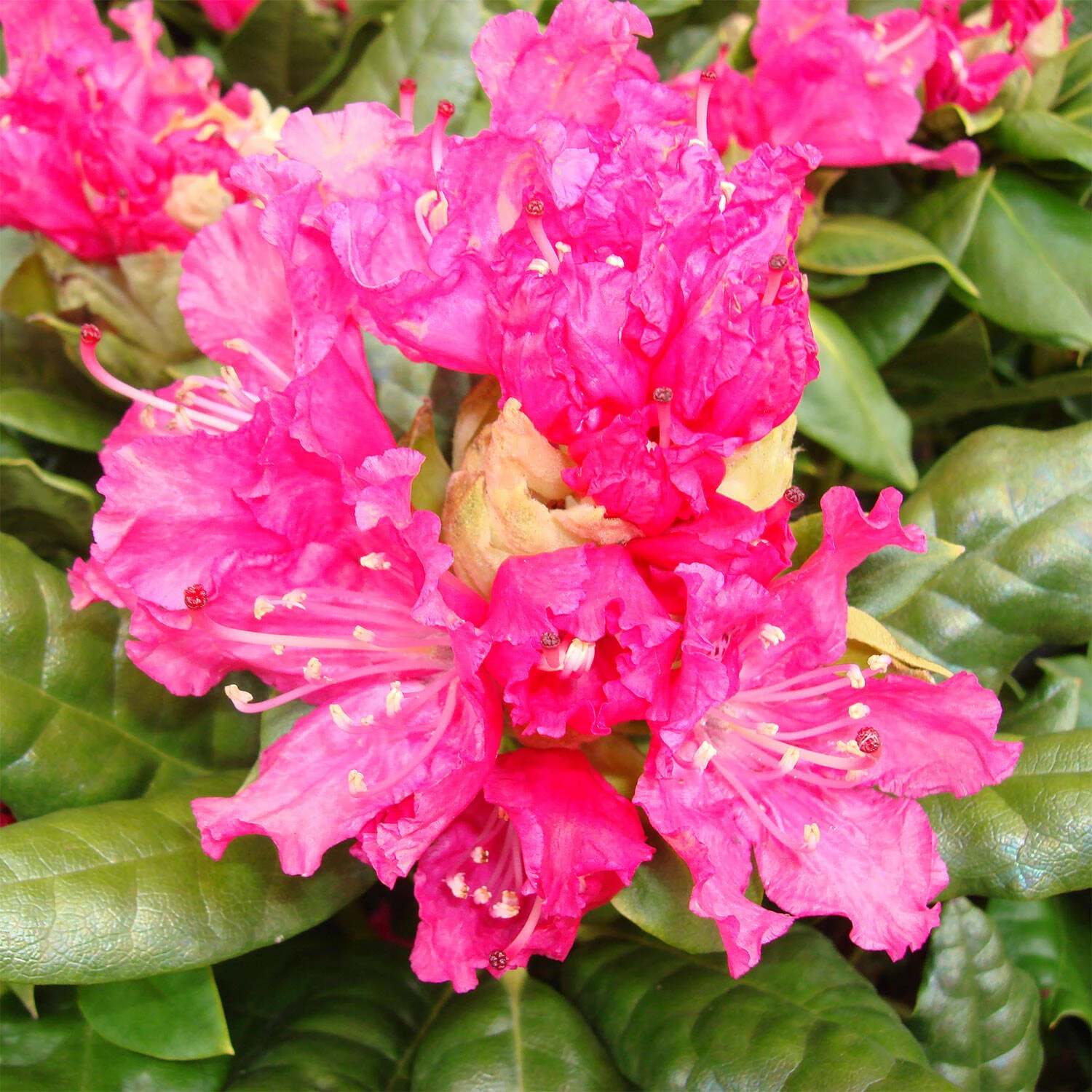 Rhododendron Hybride 'Rocket' 1 Rhododendron Hybride 'Rocket'