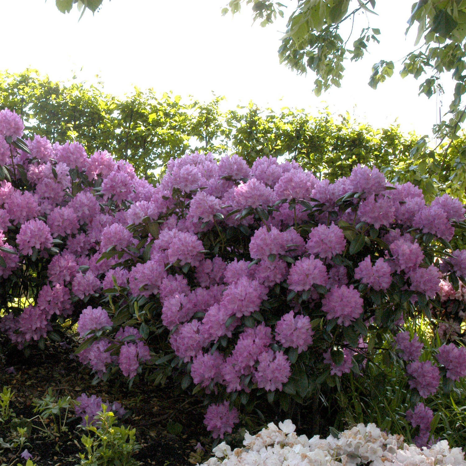 Rhododendron Hybride 'Roseum Elegans' 1 Rhododendron Hybride 'Roseum Elegans'