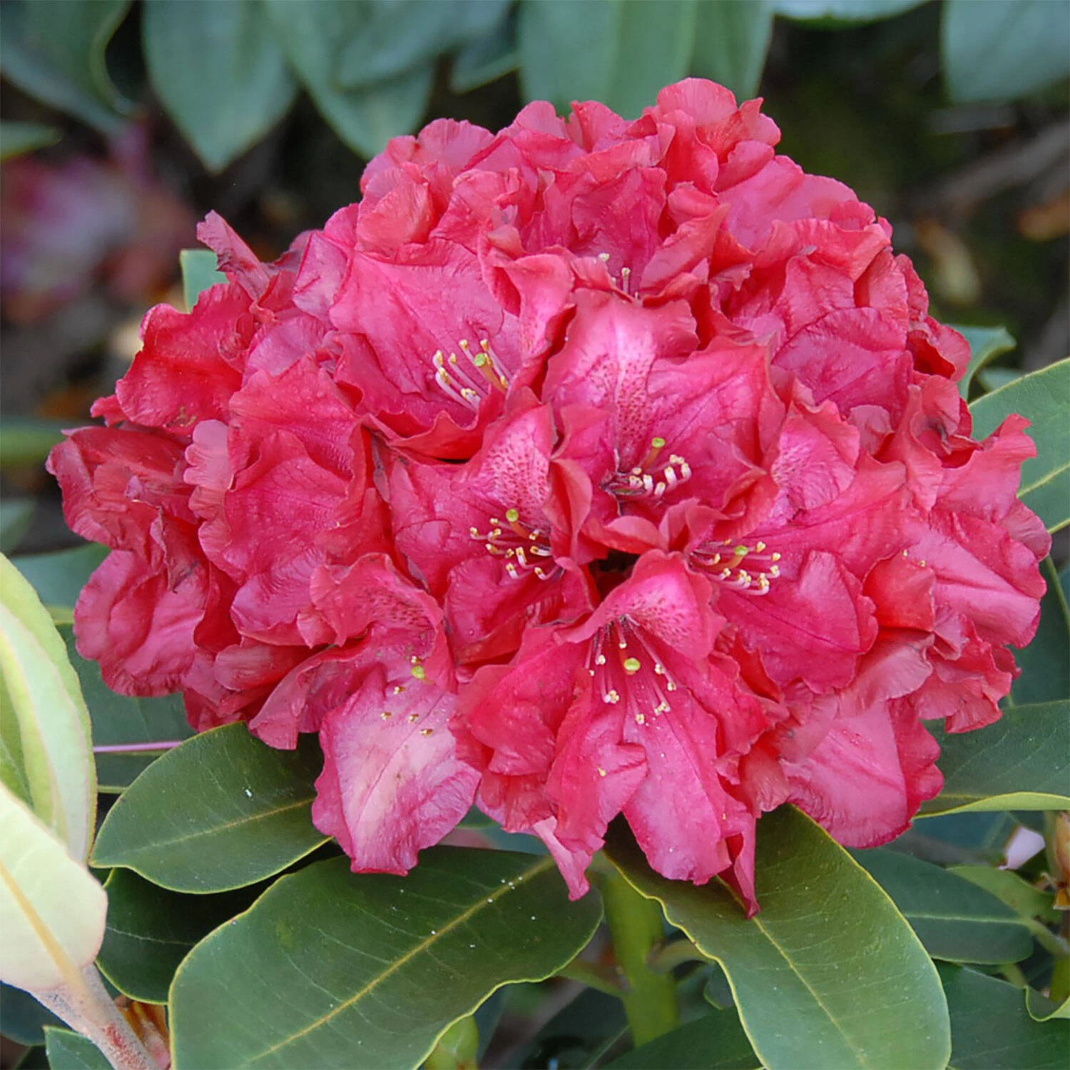 Rhododendron Hybride 'Roter Korsar' 1 Rhododendron Hybride 'Roter Korsar'