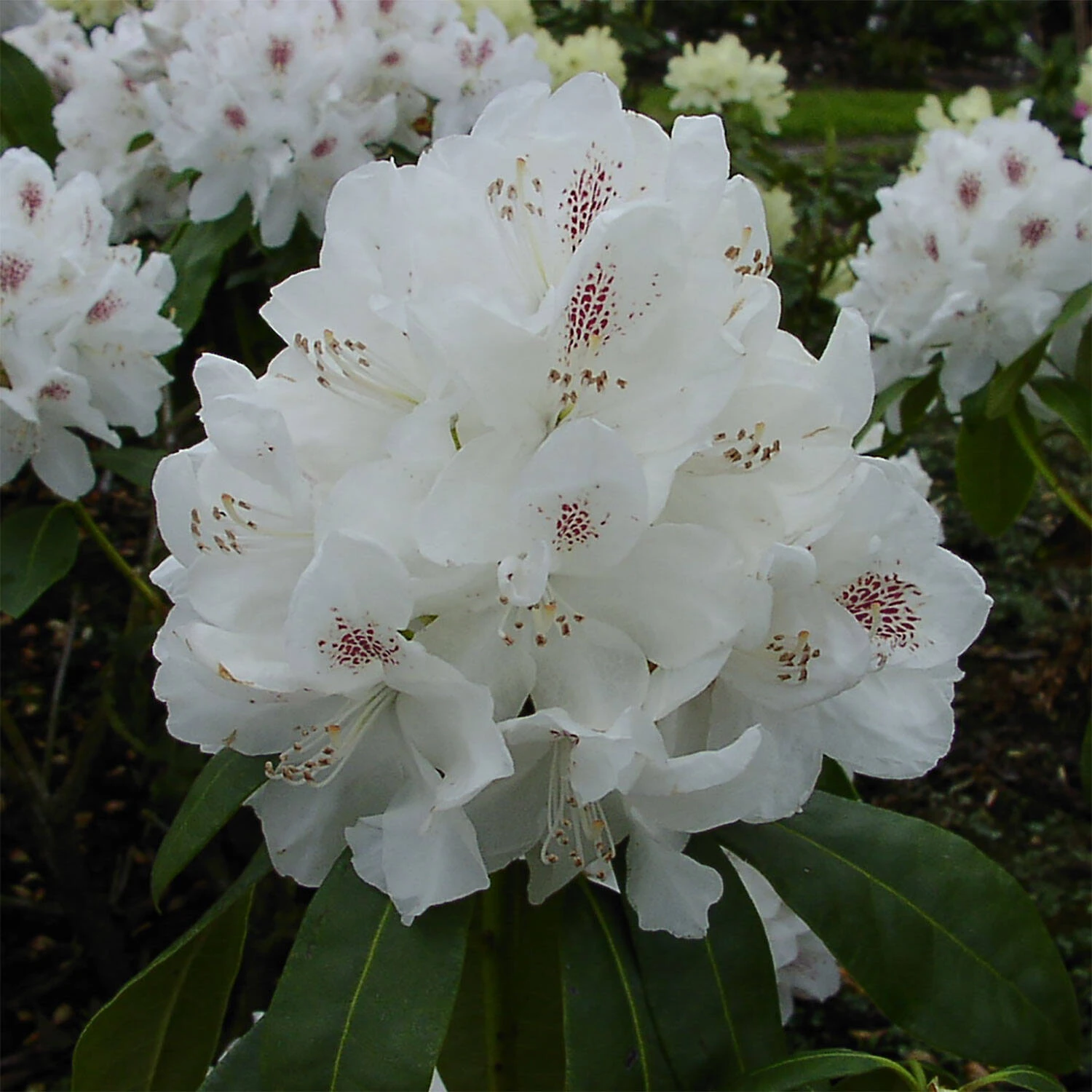Rhododendron Hybride 'Schneebukett' 1 Rhododendron Hybride 'Schneebukett'