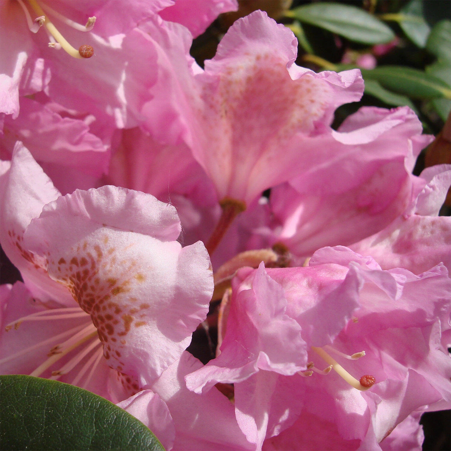 Rhododendron Hybride 'Scintillation' 1 Rhododendron Hybride 'Scintillation'