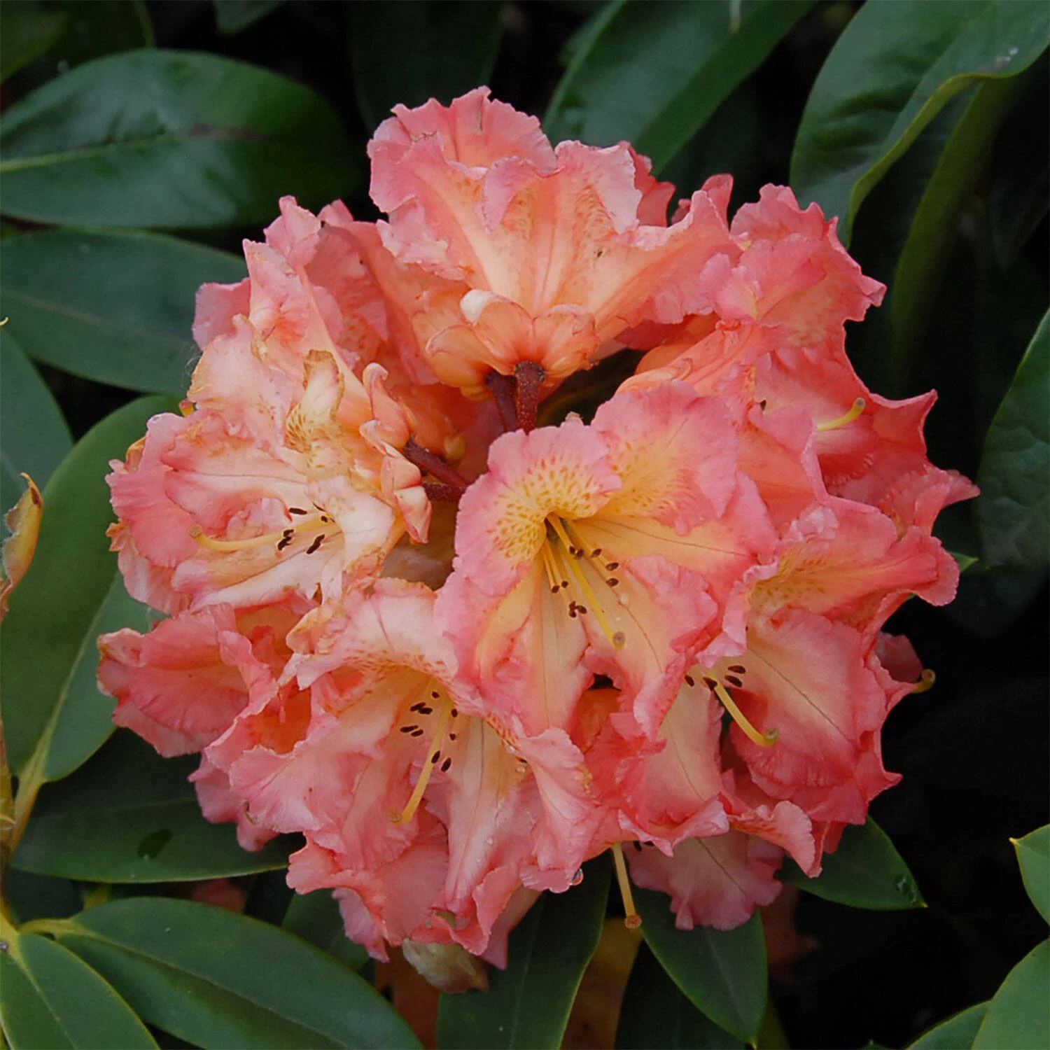 Rhododendron Hybride 'Sun Fire' 1 Rhododendron Hybride 'Sun Fire'