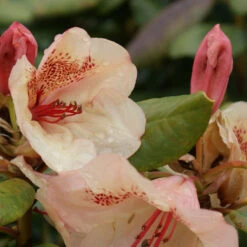 Rhododendron Hybride 'Viscy'