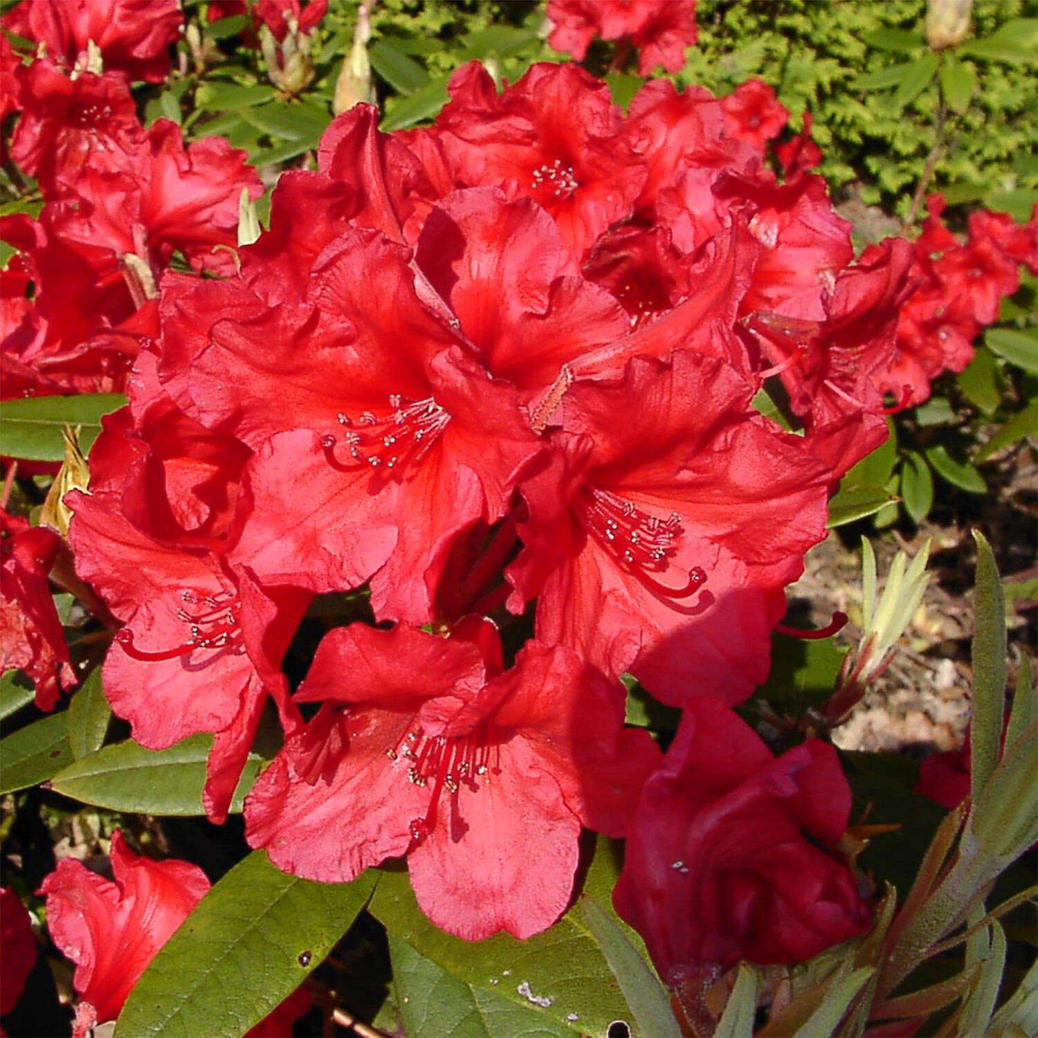 Rhododendron Hybride 'Vulcan's Flame' 1 Rhododendron Hybride 'Vulcan's Flame'