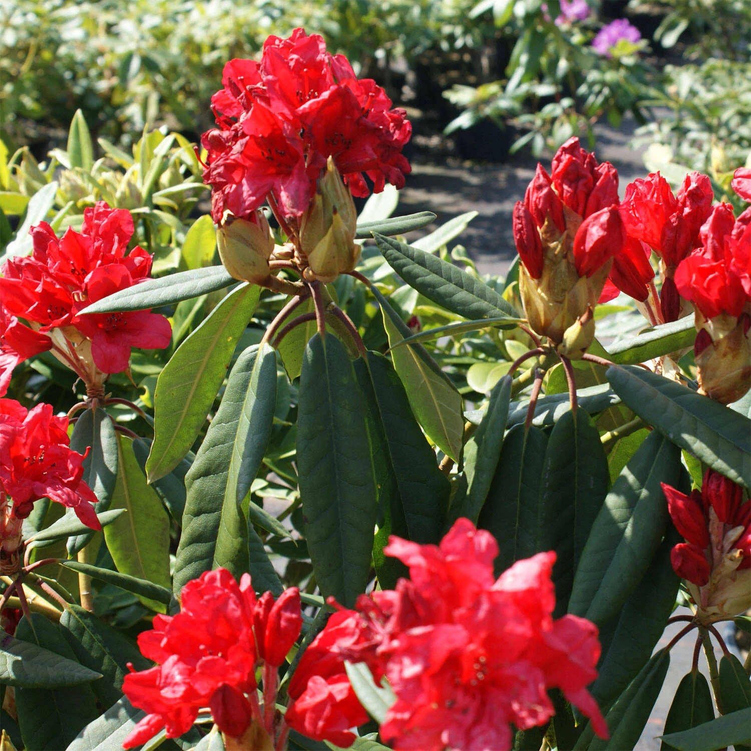 Rhododendron Hybride 'Vulcan's Flame' 2 Rhododendron Hybride 'Vulcan's Flame' – Bild 2