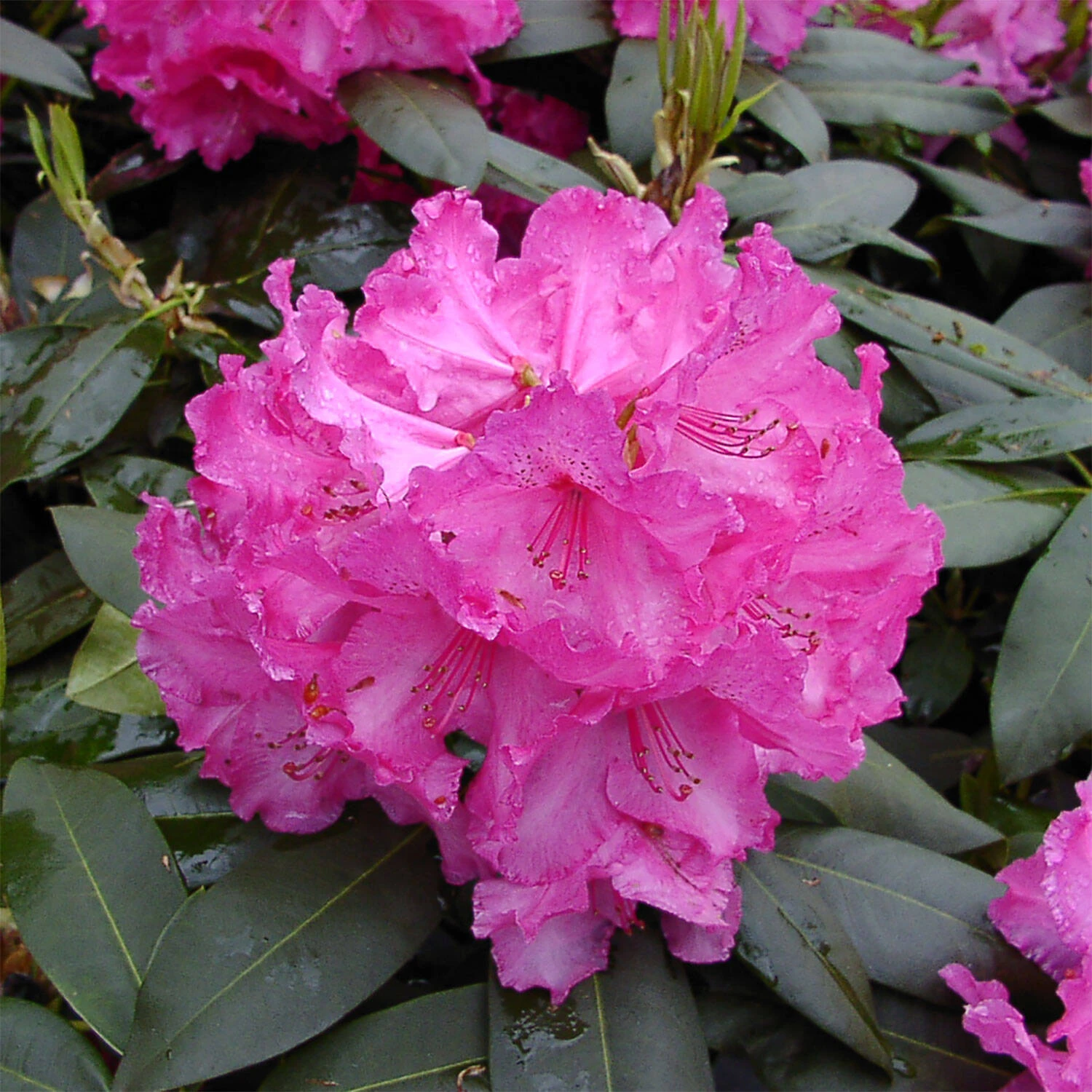 Rhododendron Hybride 'Walküre'® 1 Rhododendron Hybride 'Walküre'®