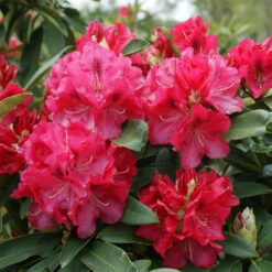 Rhododendron Hybride 'Wilgen's Ruby'