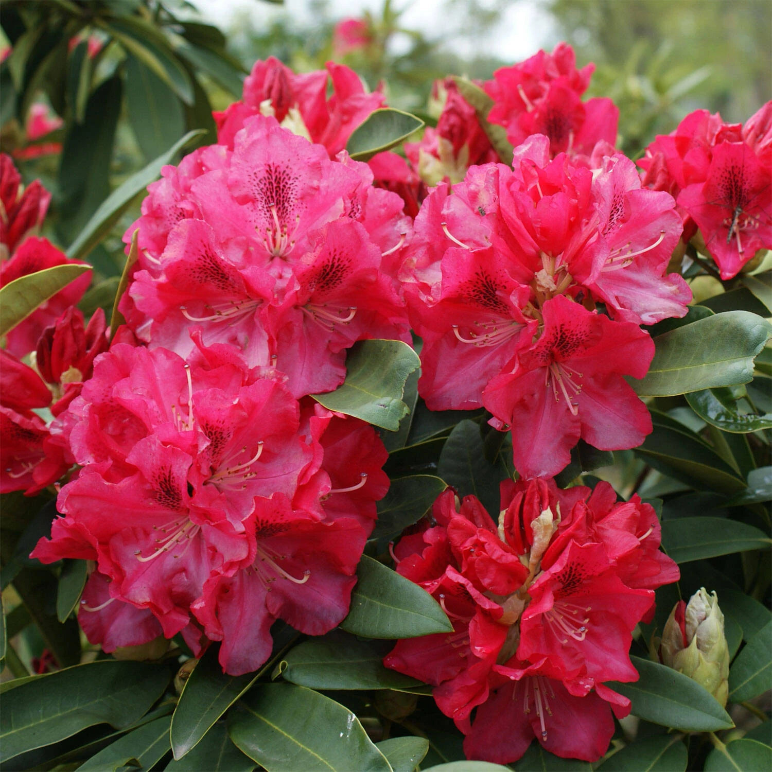 Rhododendron Hybride 'Wilgen's Ruby' 1 Rhododendron Hybride 'Wilgen's Ruby'