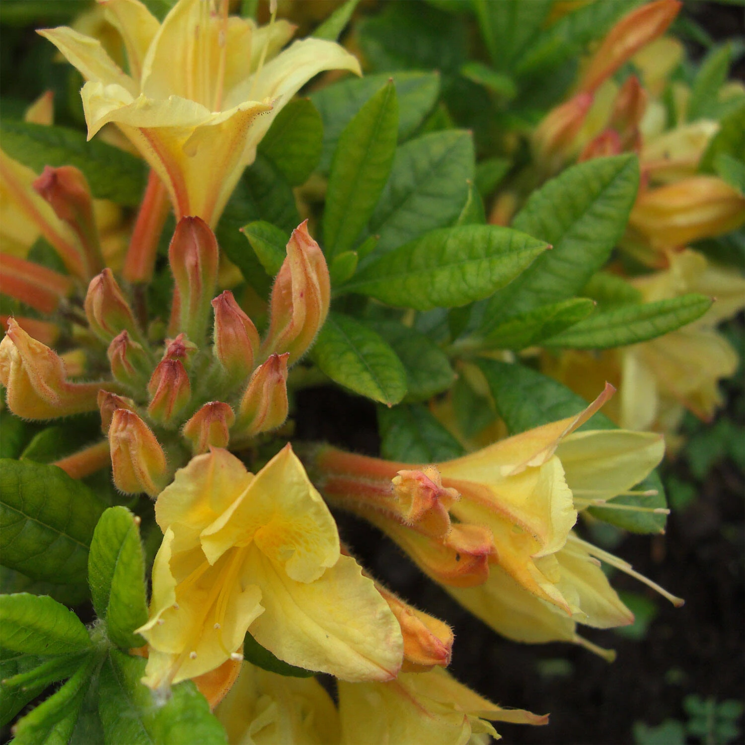 Rhododendron Luteum 'Arpege' 1 Rhododendron Luteum 'Arpege'