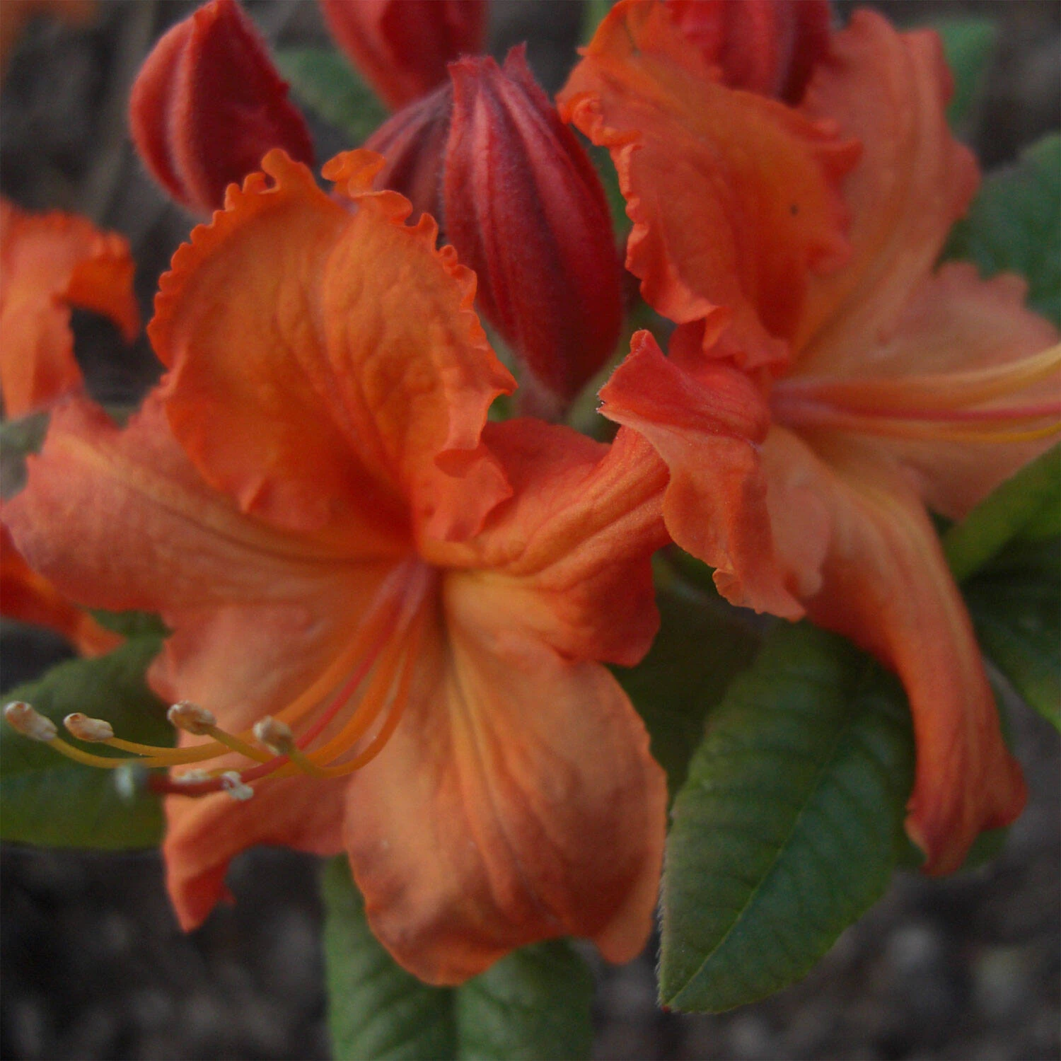 Rhododendron Luteum 'Barselik' 1 Rhododendron Luteum 'Barselik'