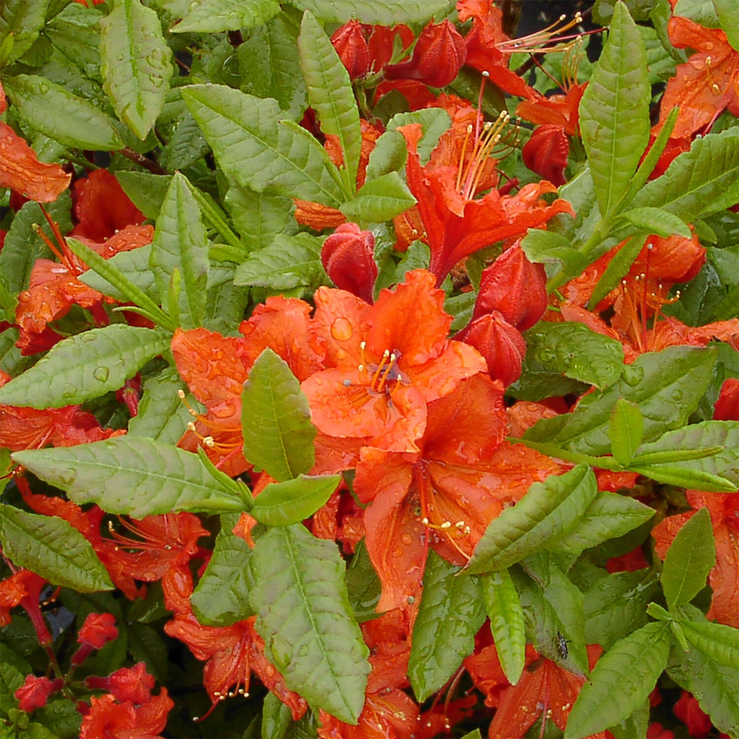 Rhododendron Luteum 'Barselik' 2 Rhododendron Luteum 'Barselik' – Bild 2