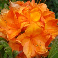 Rhododendron Luteum 'Coccinea Speciosa'