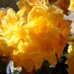 Rhododendron Luteum 'Csardas'