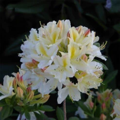 Rhododendron Luteum 'Daviesii'