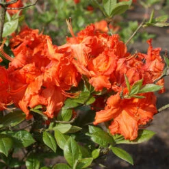 Rhododendron Luteum 'Gibraltar'