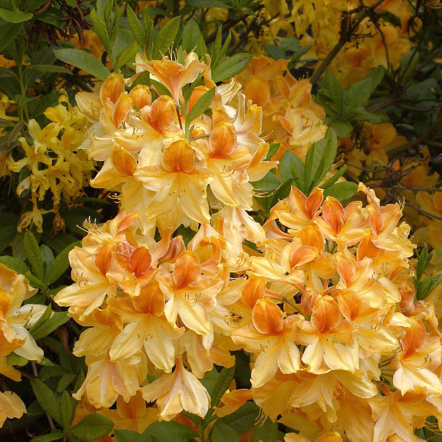Rhododendron Luteum 'Golden Flare' 1 Rhododendron Luteum 'Golden Flare'