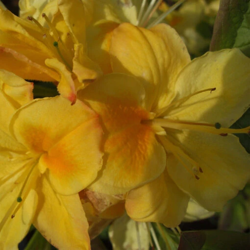 Rhododendron Luteum 'Golden Sunset' 5 Rhododendron Luteum 'Golden Sunset' -Seeds and Fertilizers Geschäft rhododendron luteum golden sunset