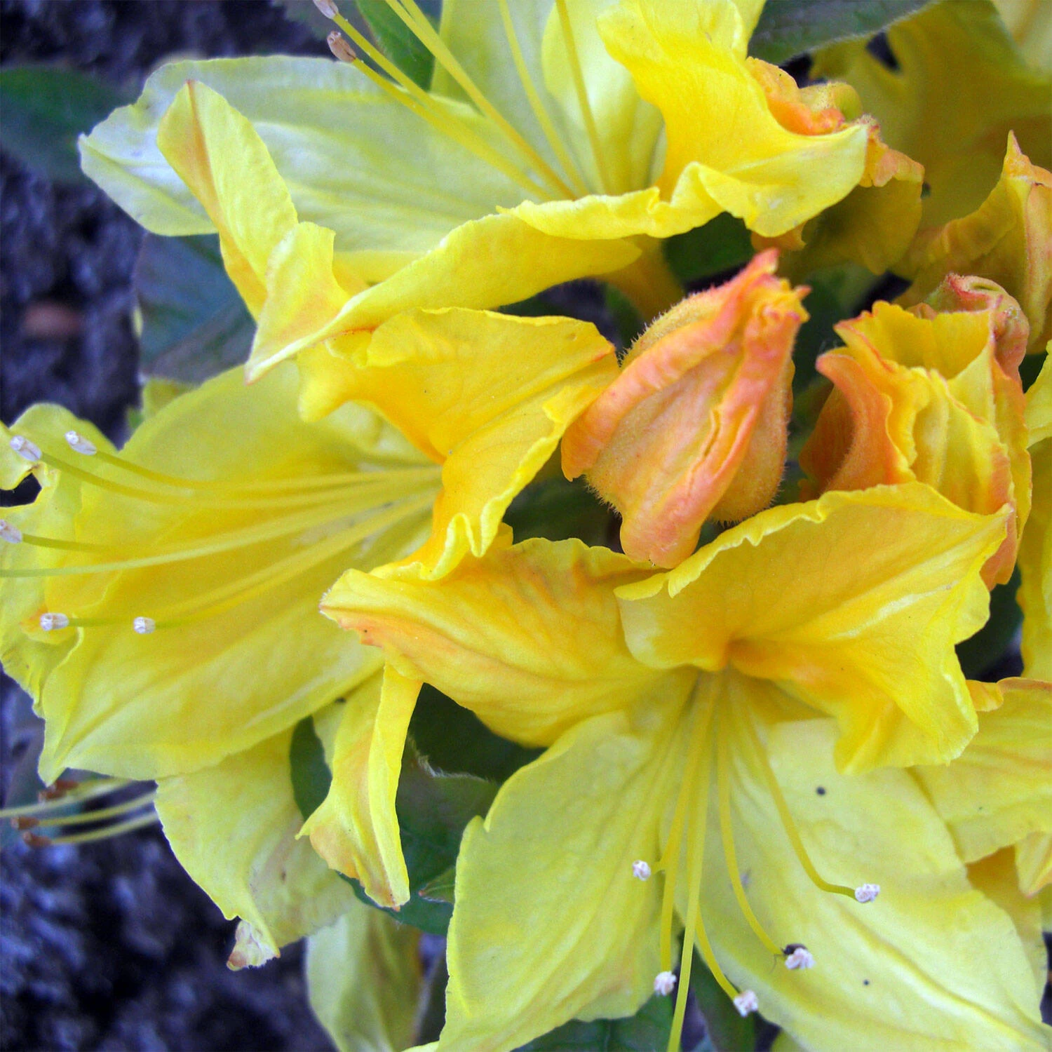 Rhododendron Luteum 'Goldpracht' 1 Rhododendron Luteum 'Goldpracht'