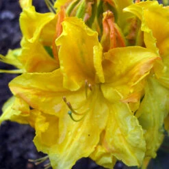 Rhododendron Luteum 'Goldstück'