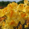 Rhododendron Luteum 'Goldtopas'