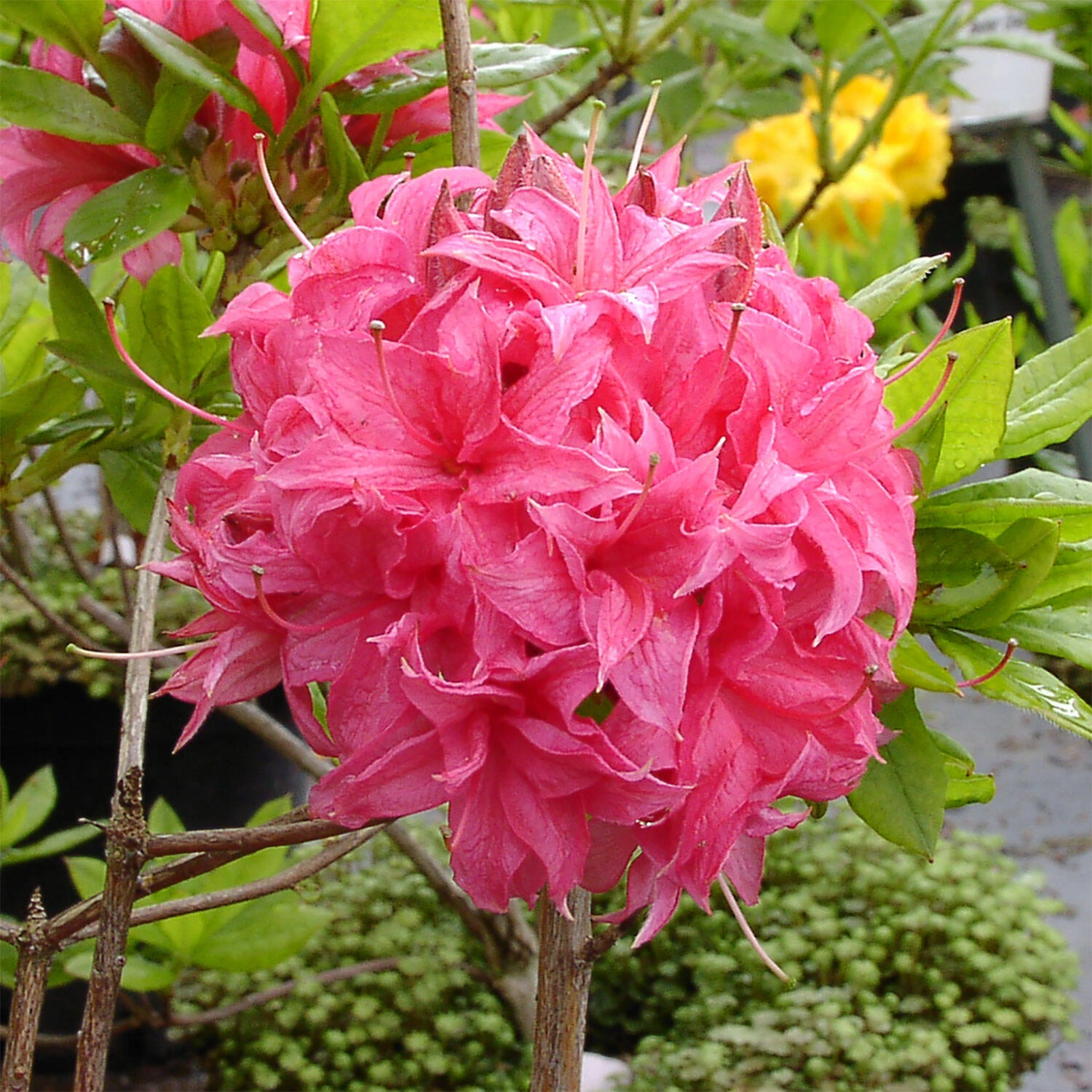 Rhododendron Luteum 'Homebush' 1 Rhododendron Luteum 'Homebush'