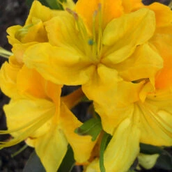 Rhododendron Luteum 'Hugh Wormald'
