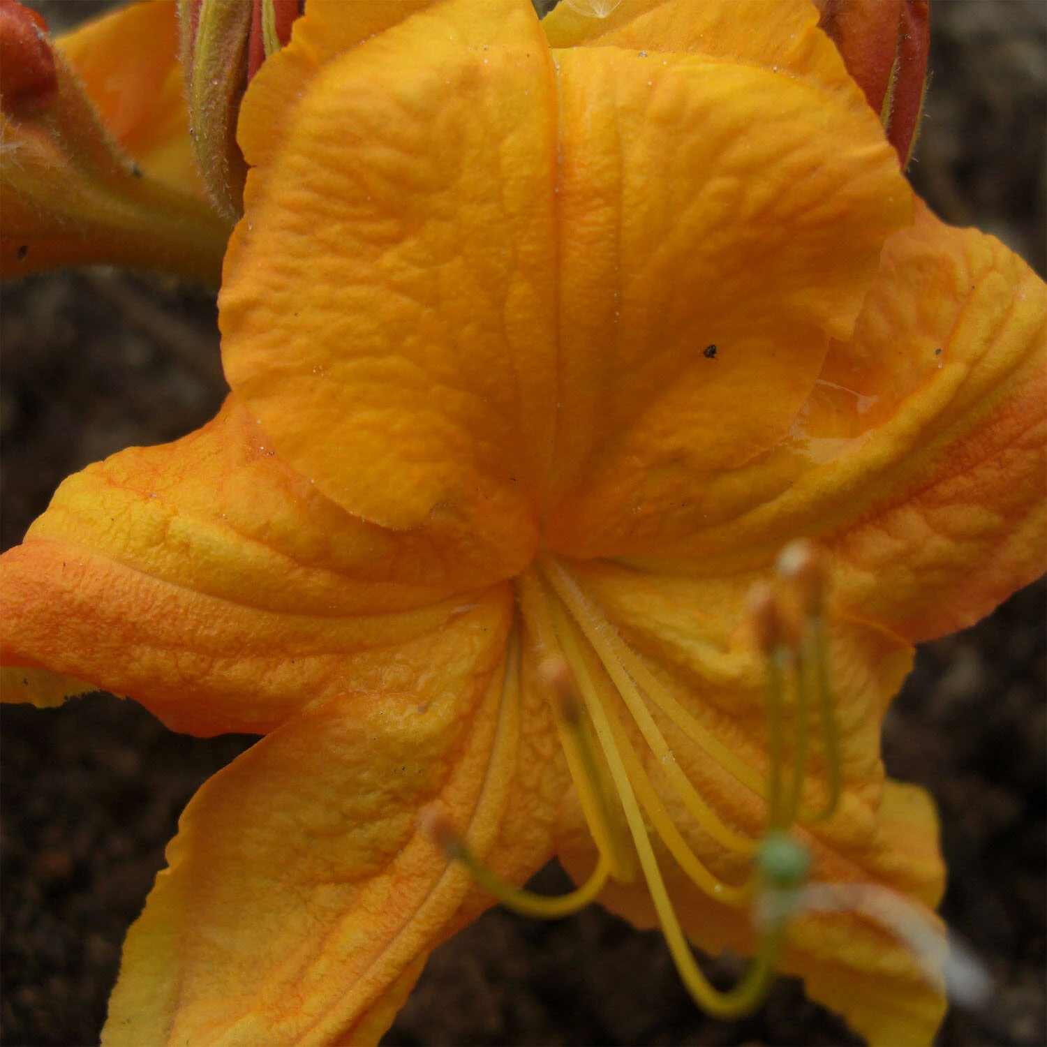 Rhododendron Luteum 'Klondyke' 2 Rhododendron Luteum 'Klondyke' – Bild 2
