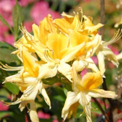 Rhododendron Luteum 'Minch'