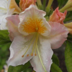 Rhododendron Luteum 'Möwe'