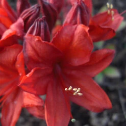 Rhododendron Luteum 'Nabucco'