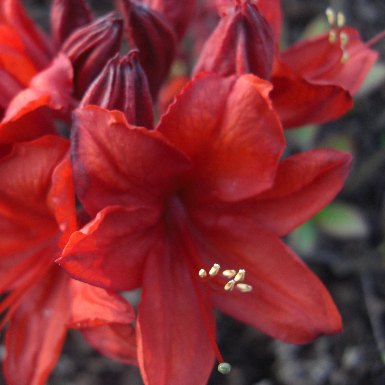 Rhododendron Luteum 'Nabucco' 1 Rhododendron Luteum 'Nabucco'