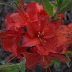 Rhododendron Luteum 'Parkfeuer'