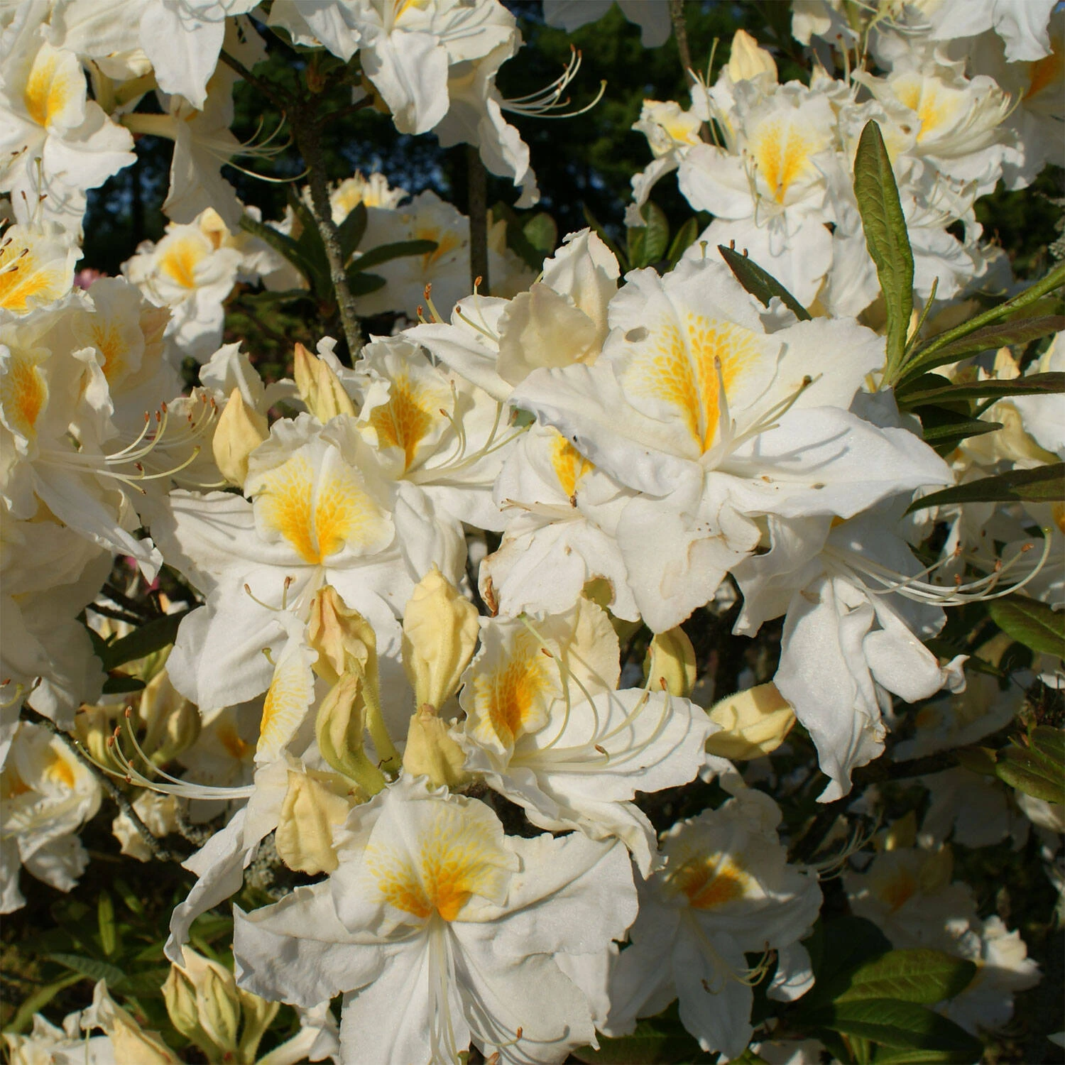 Rhododendron Luteum 'Persil' 1 Rhododendron Luteum 'Persil'