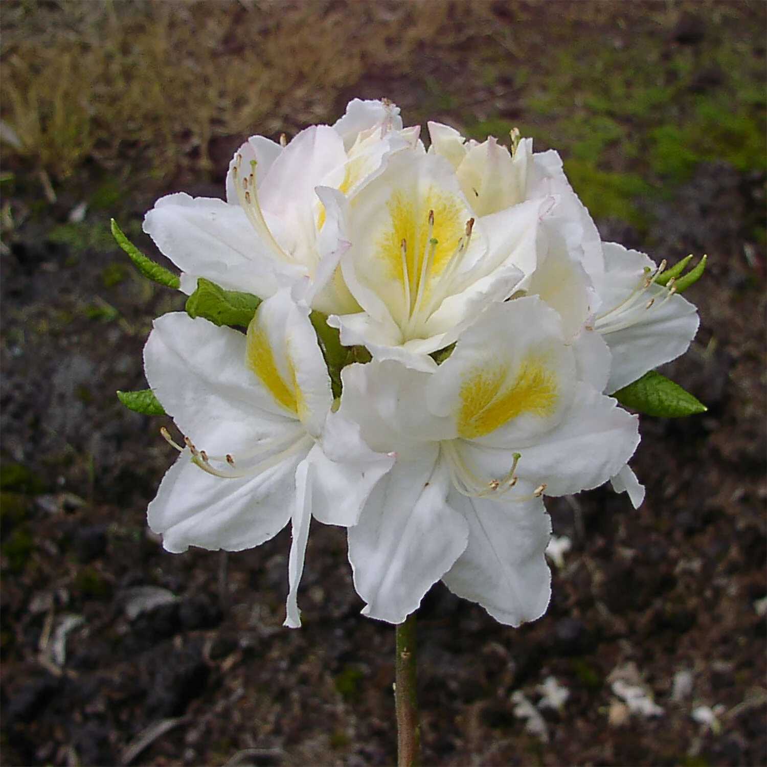 Rhododendron Luteum 'Persil' 2 Rhododendron Luteum 'Persil' – Bild 2