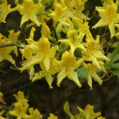 Rhododendron Luteum (pontica)