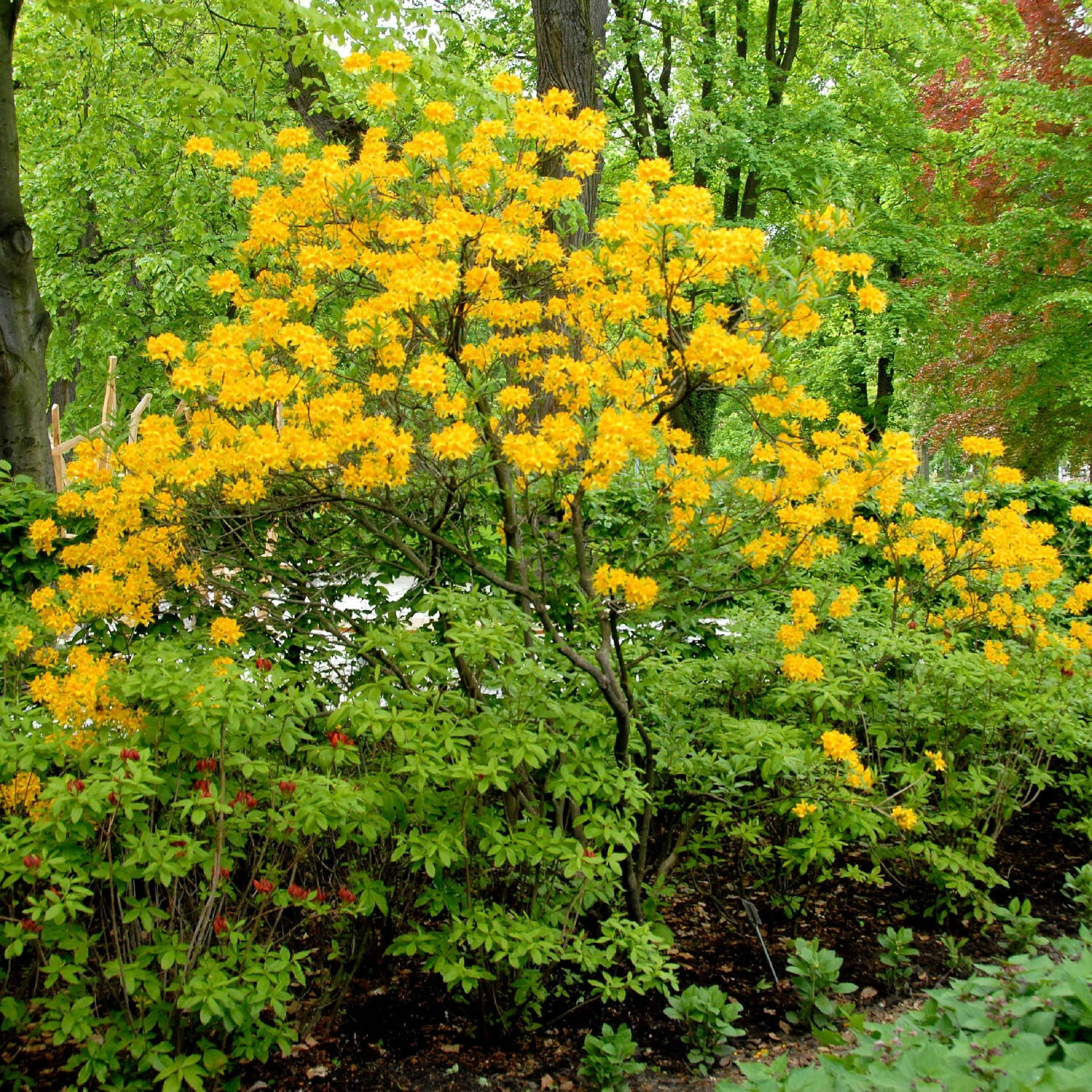 Rhododendron Luteum (pontica) 2 Rhododendron Luteum (pontica) – Bild 2