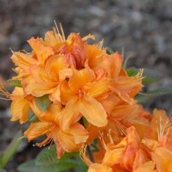 Rhododendron Luteum 'Rumba'
