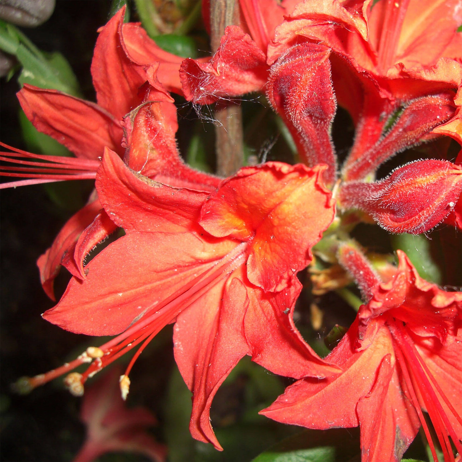 Rhododendron Luteum 'Satan' 2 Rhododendron Luteum 'Satan' – Bild 2
