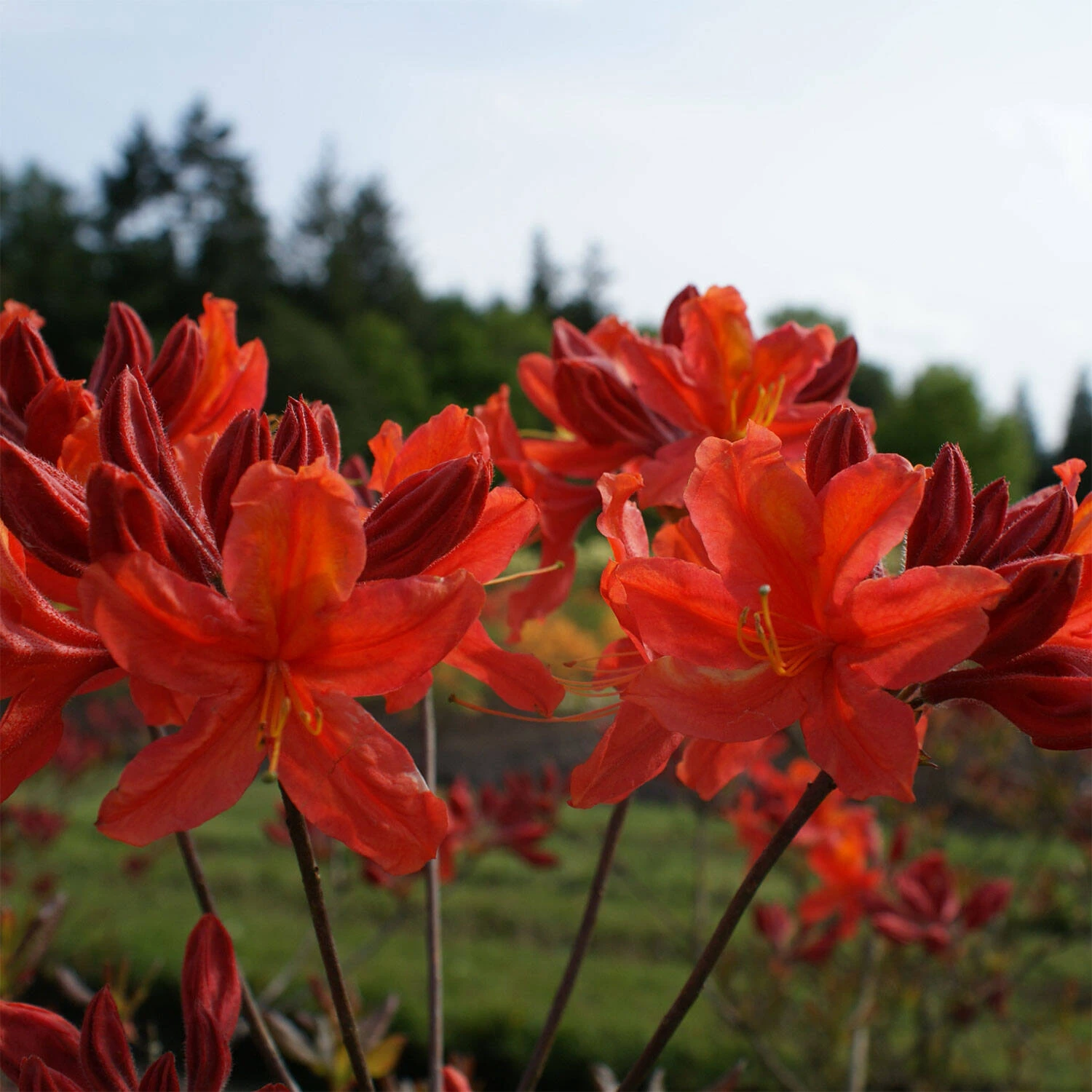 Rhododendron Luteum 'Sunny Boy' 2 Rhododendron Luteum 'Sunny Boy' – Bild 2