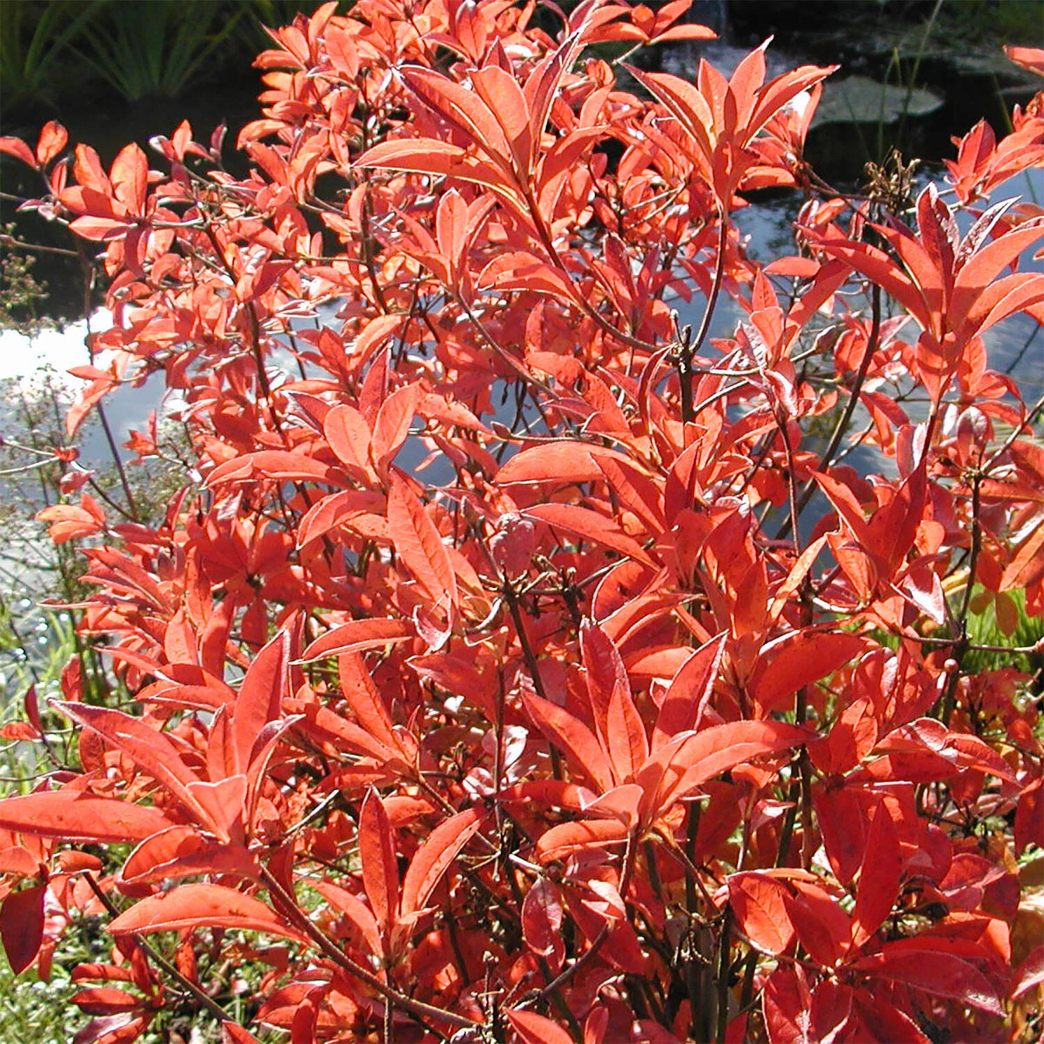 Rhododendron Luteum 'Whitethroat' 2 Rhododendron Luteum 'Whitethroat' – Bild 2