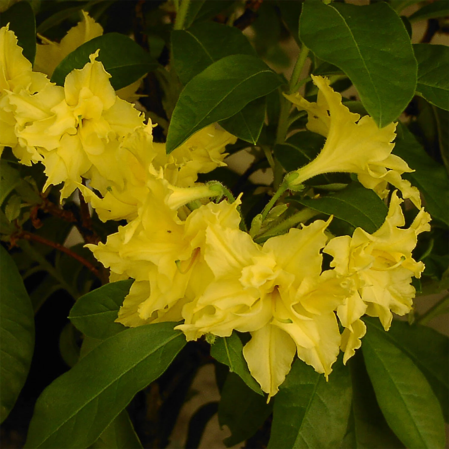 Rhododendron Luteum 'Yellow Pom Pom' 1 Rhododendron Luteum 'Yellow Pom Pom'