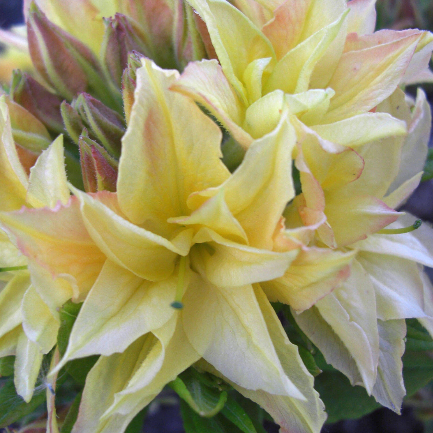 Rhododendron Luteum 'Yellow Pom Pom' 2 Rhododendron Luteum 'Yellow Pom Pom' – Bild 2